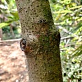 Young Avocado Tree Trunk