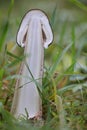 Cross section of young fruit body of a pluteus mushroom