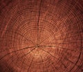 Cross-sectional cut of tree