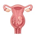 Cross-sectional diagram of a female reproductive system featuring a developing fetus inside the Royalty Free Stock Photo