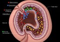 Cross-sectional diagram of a human placenta. The illustration includes labeled structures such as Royalty Free Stock Photo