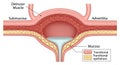 Cross sectional diagram of the urinary bladder showcasing its layers Royalty Free Stock Photo