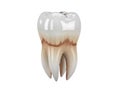 Cross-sectional view of a human tooth highlighting root and crown Royalty Free Stock Photo