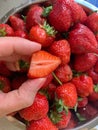 cross sectioned strawberry held in fingers, basket of fresh strawberries, half of strawberry