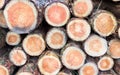 Cross sections of pine trunks Royalty Free Stock Photo