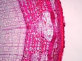Cross sections of plant stem Royalty Free Stock Photo