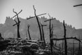 Cross shaped trees after forest fire Royalty Free Stock Photo