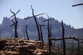 Cross shaped trees after forest fire Royalty Free Stock Photo