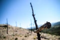 Cross shaped trees after forest fire Royalty Free Stock Photo