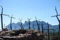 Cross shaped trees after forest fire Royalty Free Stock Photo