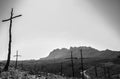 Cross shaped trees after forest fire Royalty Free Stock Photo