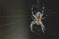 Cross spider Royalty Free Stock Photo