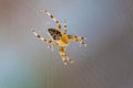 Cross spider Royalty Free Stock Photo