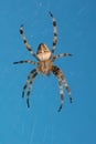 Cross spider Royalty Free Stock Photo