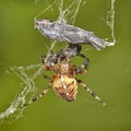 Cross spider Araneus diadematus caught insect in his web. Macro image Royalty Free Stock Photo