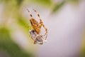 Cross spider, araneus diadematus, eating a prey