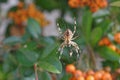Cross spider Royalty Free Stock Photo