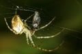 Cross spider eating a fly Royalty Free Stock Photo