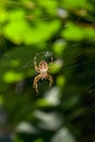 Cross-spider from the family of orb-weaving spiders, hanging on a web against a background of greenery