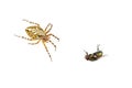 Cross spider and fly on a white background Royalty Free Stock Photo