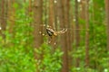 Cross spider on forest background