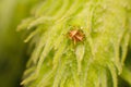 Cross spider hiding in milkweed
