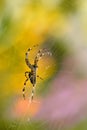 Cross spider on its cobweb Royalty Free Stock Photo