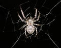 Cross spider in its web