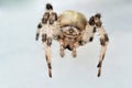 Cross spider looking into lens