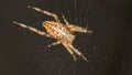 cross spider, shot close-up on a dark background Royalty Free Stock Photo