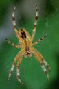 Insect. Detail of cross spider on the web Royalty Free Stock Photo