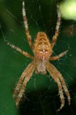 Insect. Detail of cross spider on the web Royalty Free Stock Photo