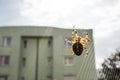 Cross spider on web Royalty Free Stock Photo