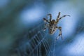 Cross Spider in web Garden useful insect Royalty Free Stock Photo