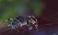 Cross Spider in web Garden useful insect Royalty Free Stock Photo