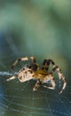 Cross Spider in web Garden useful insect Royalty Free Stock Photo