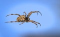 Cross Spider in web Garden useful insect Royalty Free Stock Photo