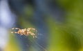 Cross Spider in web Garden useful insect Royalty Free Stock Photo