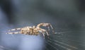 Cross Spider in web Garden useful insect Royalty Free Stock Photo