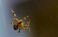 Cross Spider in web Garden useful insect Royalty Free Stock Photo