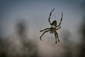 cross spider in web. the hunter lurks for his prey Royalty Free Stock Photo