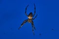 cross spider in web. the hunter lurks for his prey Royalty Free Stock Photo