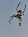 cross spider in web. the hunter lurks for his prey Royalty Free Stock Photo