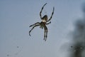 cross spider in web. the hunter lurks for his prey Royalty Free Stock Photo