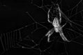 cross spider in web. the hunter lurks for his prey Royalty Free Stock Photo