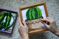 cross-stitch picture in hands cactus