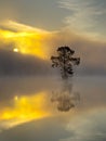 Cross Tree Reflection at Sunrise Royalty Free Stock Photo