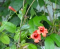 Cross vine (Bignonia capreolata) variety Dragon Lady Royalty Free Stock Photo