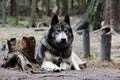 cross between an wolf Canis lupus tundrarum and an Alaska Malamute. Breeding Kennel for wolves and wolf-dog hybrid Royalty Free Stock Photo