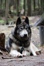 cross between an wolf Canis lupus tundrarum and an Alaska Malamute. Breeding Kennel for wolves and wolf-dog hybrid Royalty Free Stock Photo